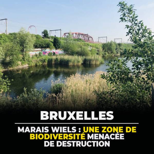 Marais Wiels : que se trame-t-il à Forest&nbsp;?