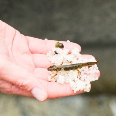 Total provoque un nouveau désastre&nbsp;écologique