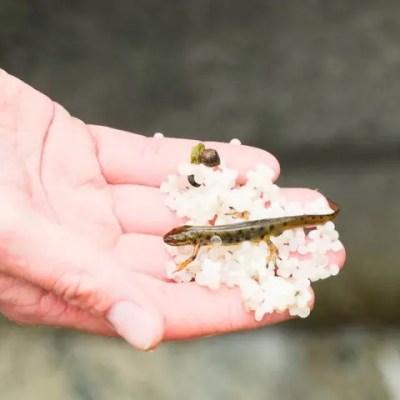 Ecologie : scandale aux billes de plastique, un opposant à TotalEnergies&nbsp;perquisitionné